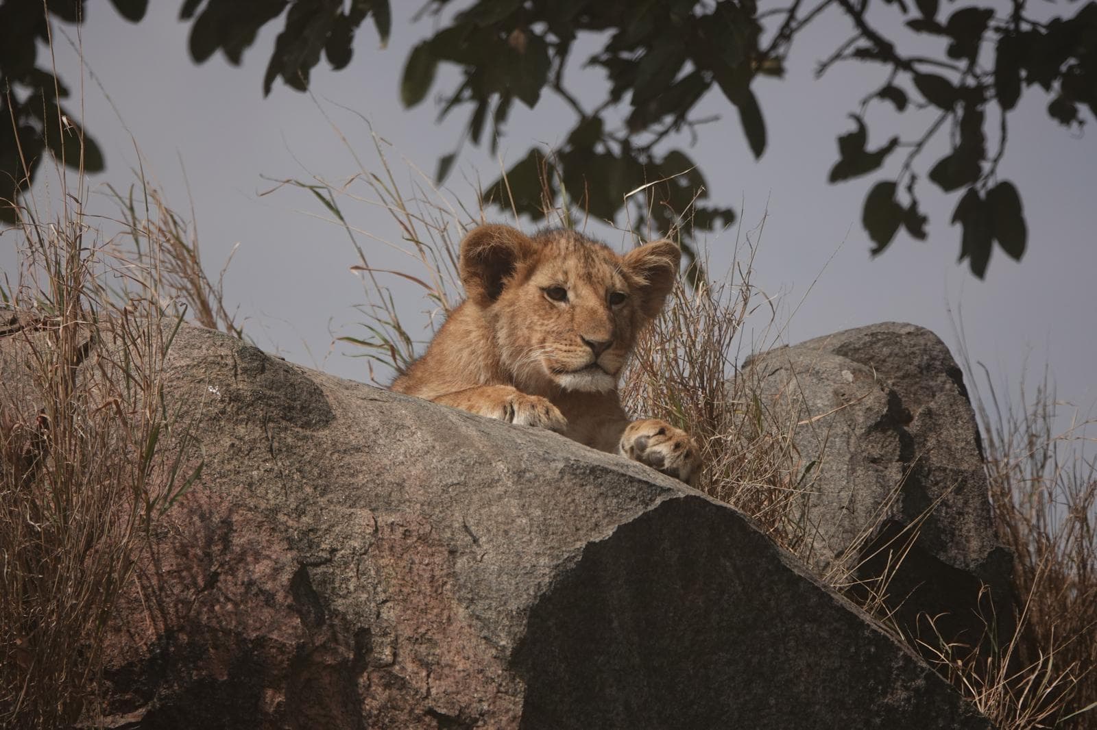 Best Time for Safari in Tanzania