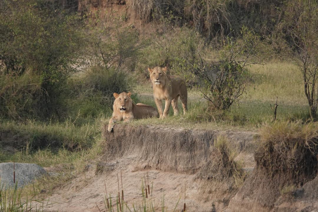 Safari Packages experience